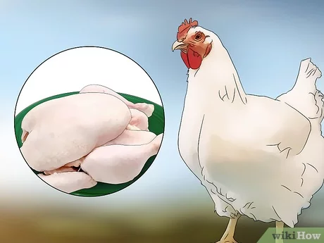 10 pasos sencillos para obtener subvenciones del gobierno para su granja avícola
