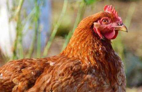 7 maneras naturales de deshacerse de los ácaros de los pájaros en el pollo humano