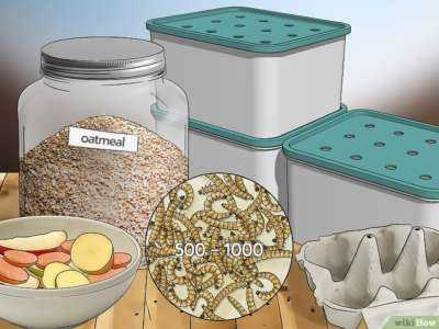 7 pasos fáciles para cultivar gusanos de la harina en casa para pollos