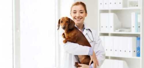 Cómo convertirse en veterinario Una guía completa