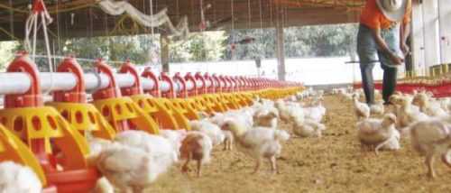 ¿Cuánto cuesta iniciar un negocio de avicultura?