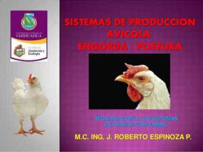 Elección de un sistema de alojamiento avícola 10 factores a considerar
