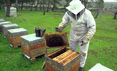 Iniciar un negocio de cultivo de abejas
