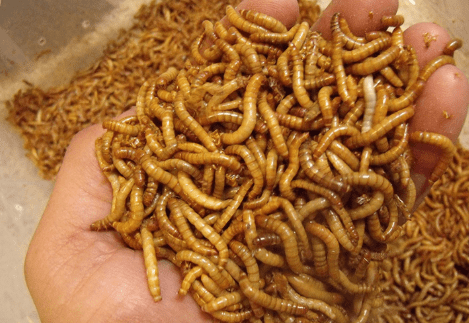 Iniciar un negocio de cultivo de gusanos de harina