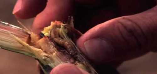Iniciar un negocio de cultivo de gusanos en el hogar con fines de lucro
