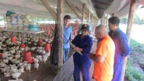 Inicio de una granja avícola Licencias, permisos Permiso