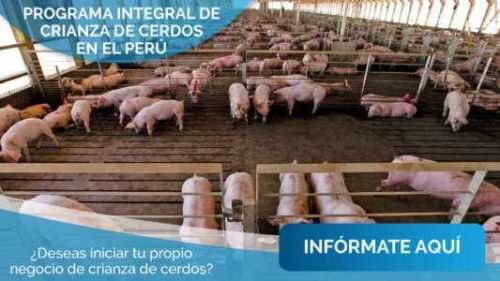 Inicio de una granja comercial de cerdos: plantilla de plan de negocios