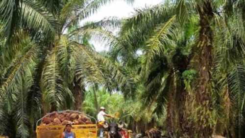 Inicio de una plantilla de plan de negocios de muestra de plantación de palma aceitera