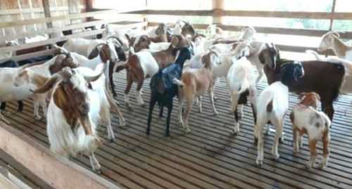 Una muestra de plantilla de plan de negocios de cría de cabras para principiantes